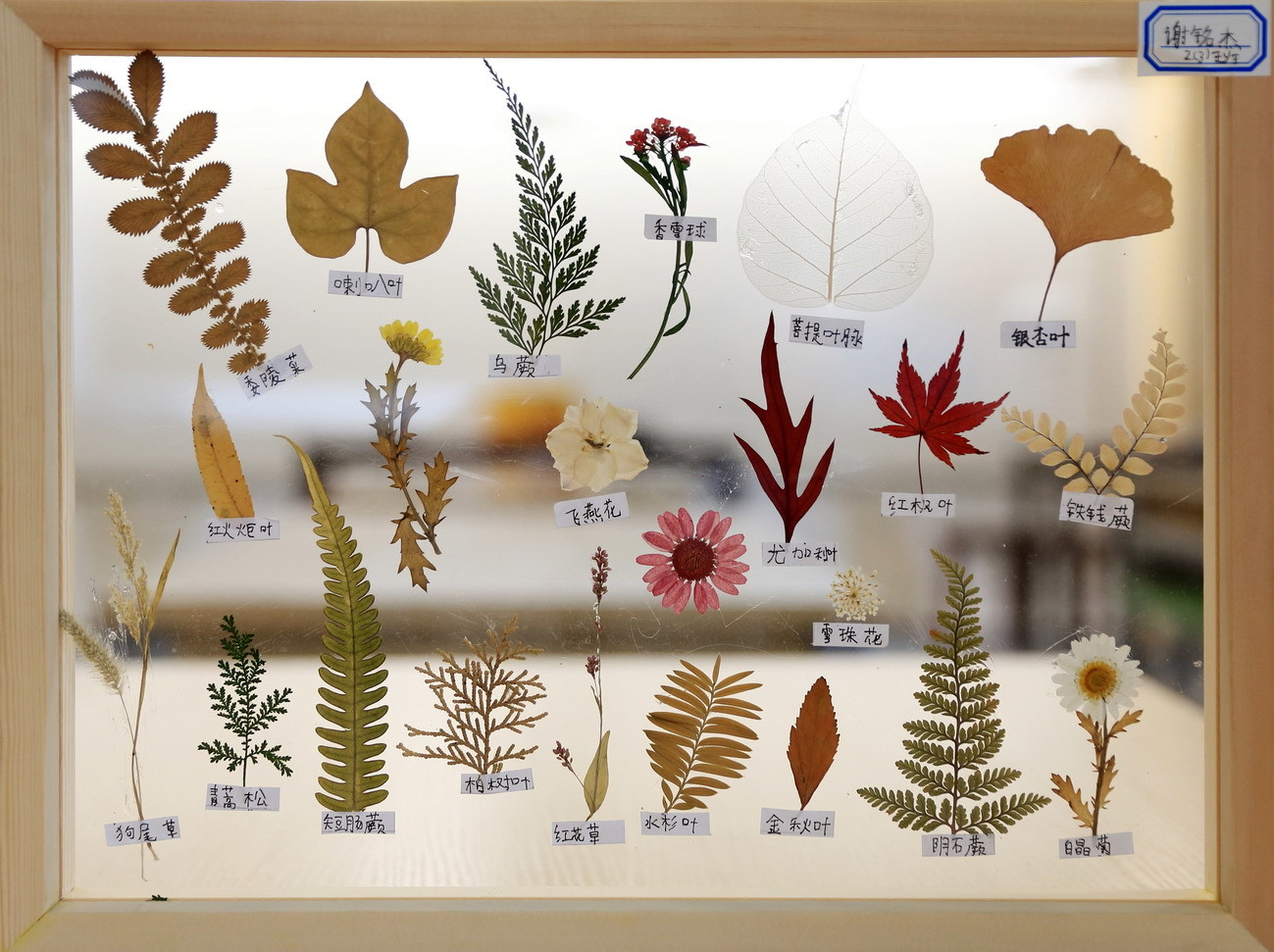 9叶子标本汇_谢铭杰