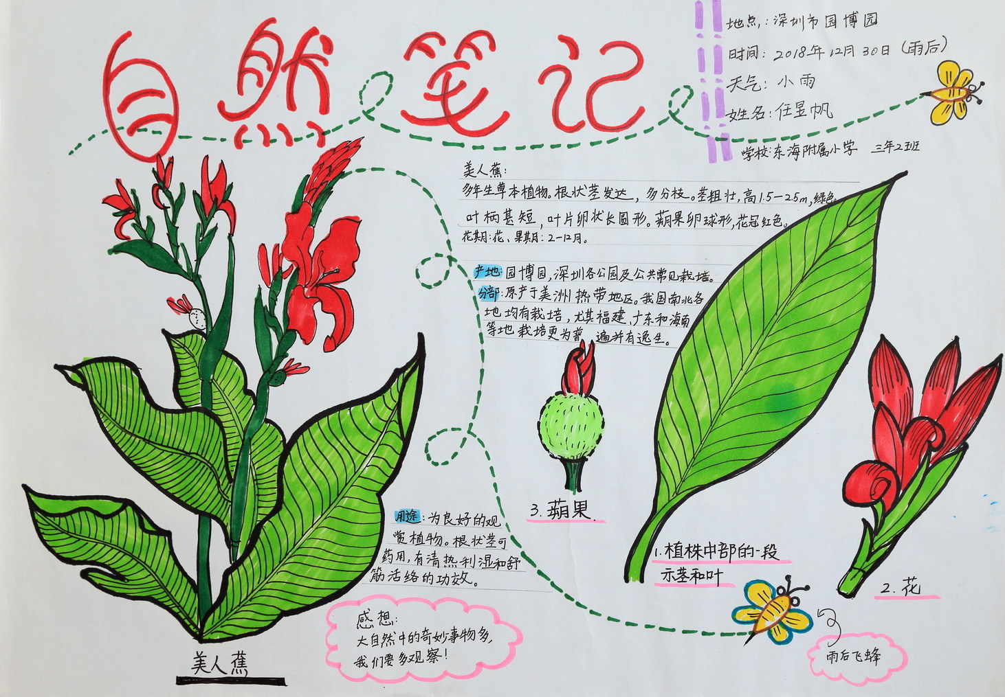 15美人蕉_任昱帆