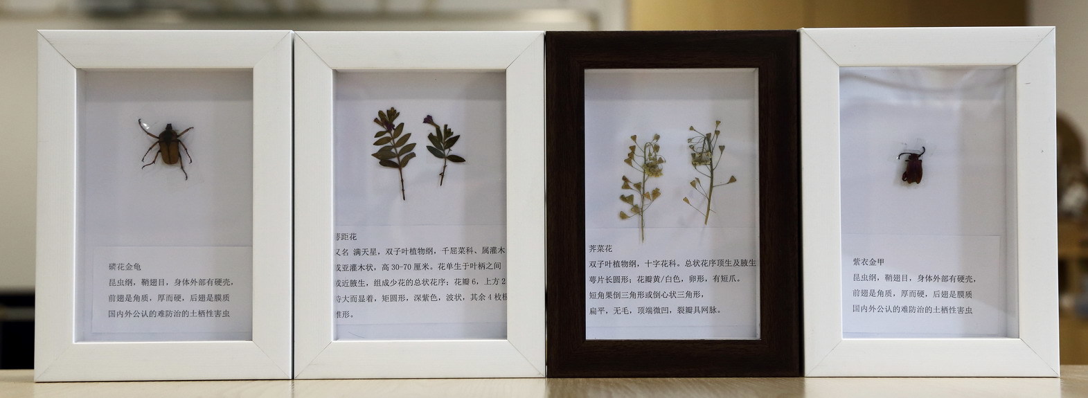 10植物昆虫_曾孔阳