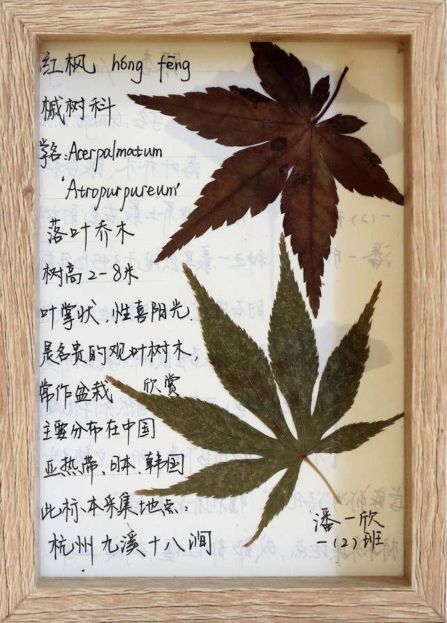 6红枫_潘一欣