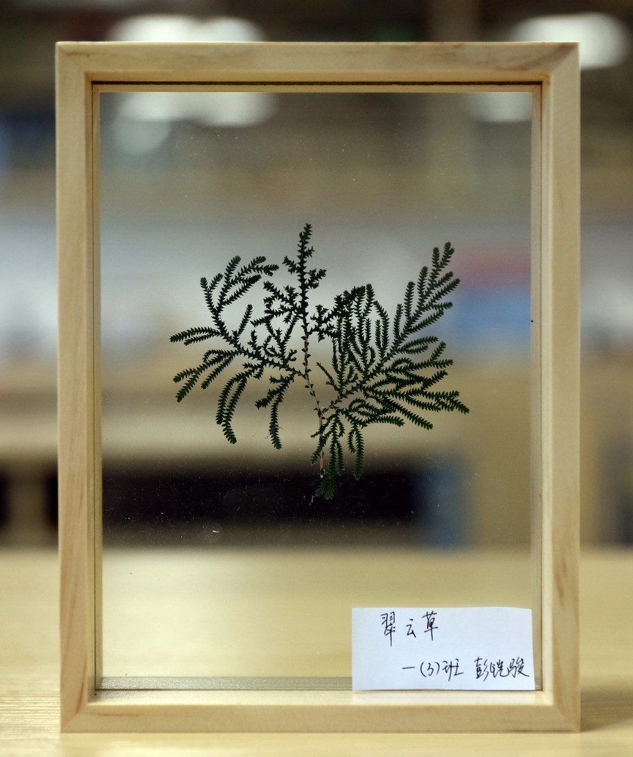 8翠云草_彭铠骏