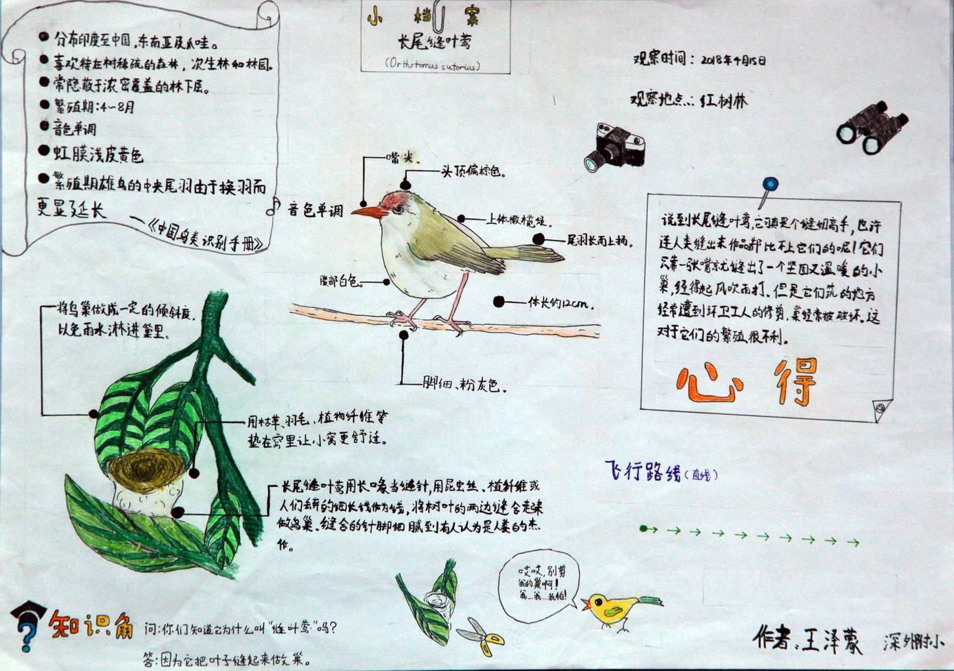 14长尾缝叶莺_王泽蒙