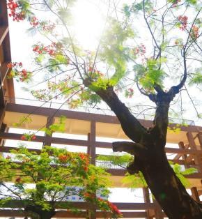 室内绿植租摆服务项目成交结果公示